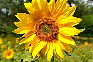 新加坡將從多國(guó)增加雞肉進(jìn)口，以應(yīng)對(duì)馬來(lái)西亞家禽出口禁令