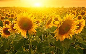 全國(guó)雞蛋平均價(jià)格11.99元/公斤，比前一周下跌1.4%