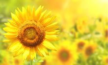 國家統(tǒng)計(jì)局：2023年3月下旬豆粕價(jià)格環(huán)比下跌6.8%