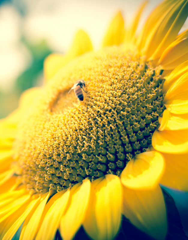 截至3月29日當(dāng)周，阿根廷大豆銷售步伐加快