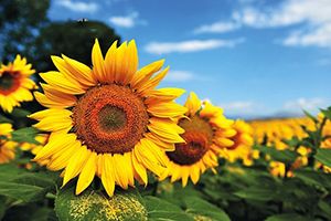 美國農(nóng)業(yè)部：大豆優(yōu)良率降低3%，降幅超出預(yù)期