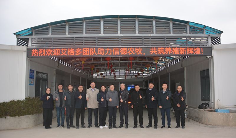 艾格多集團(tuán)助力信德農(nóng)牧，共推蛋雞養(yǎng)殖智慧化新篇章